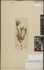 Foto von Salix repens subsp. incubacea (L.) A. Neumann